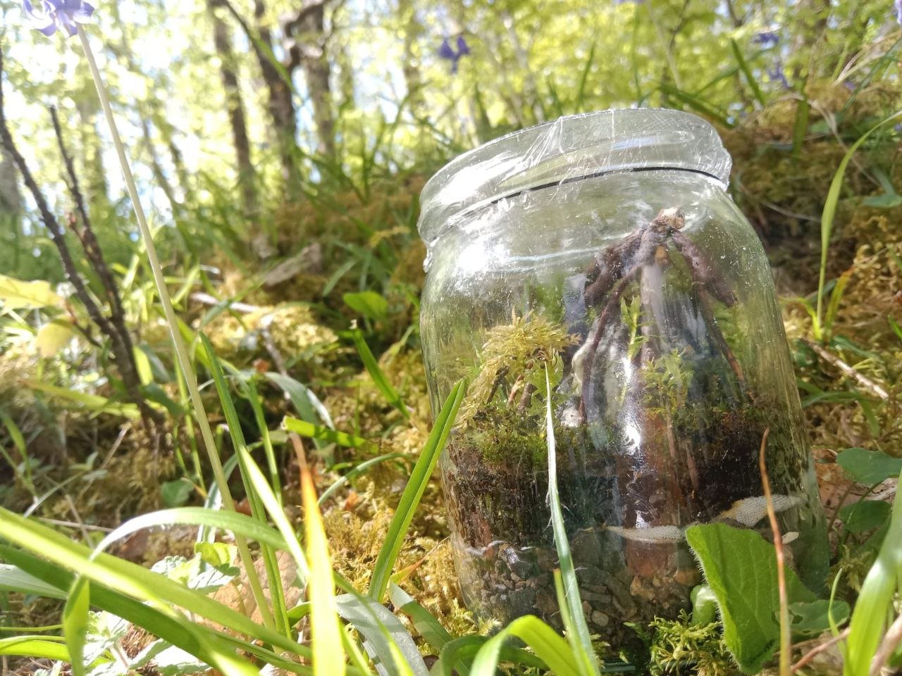 Terrarium in the Wildwood: A Jar of Forest Within a Forest