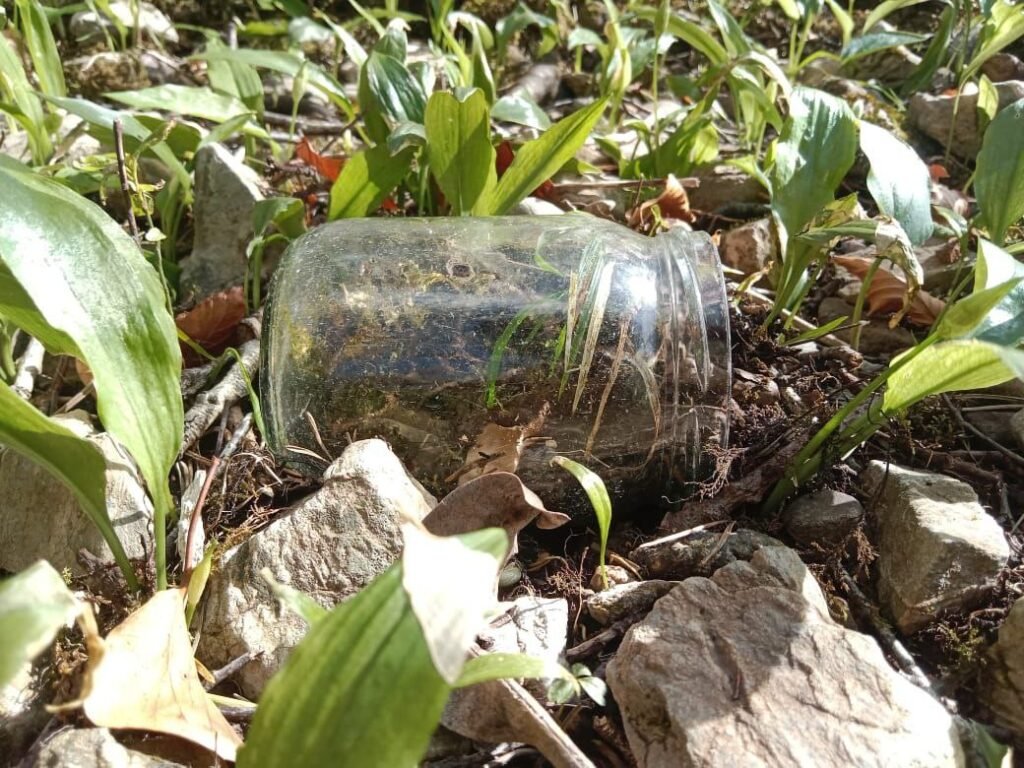 Terrarium Lost or Found? A Forest Echo in Glass