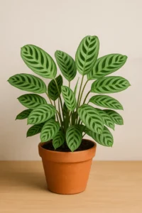 Ctenanthe Burle Marxii Fishbone Prayer Plant Care Guide ctenanthe burle marxii fishbone prayer plant