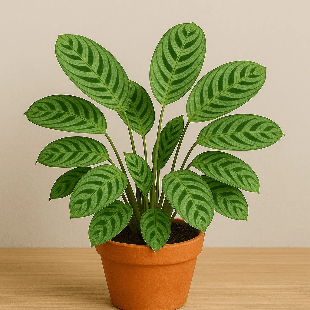 ctenanthe burle marxii fishbone prayer
