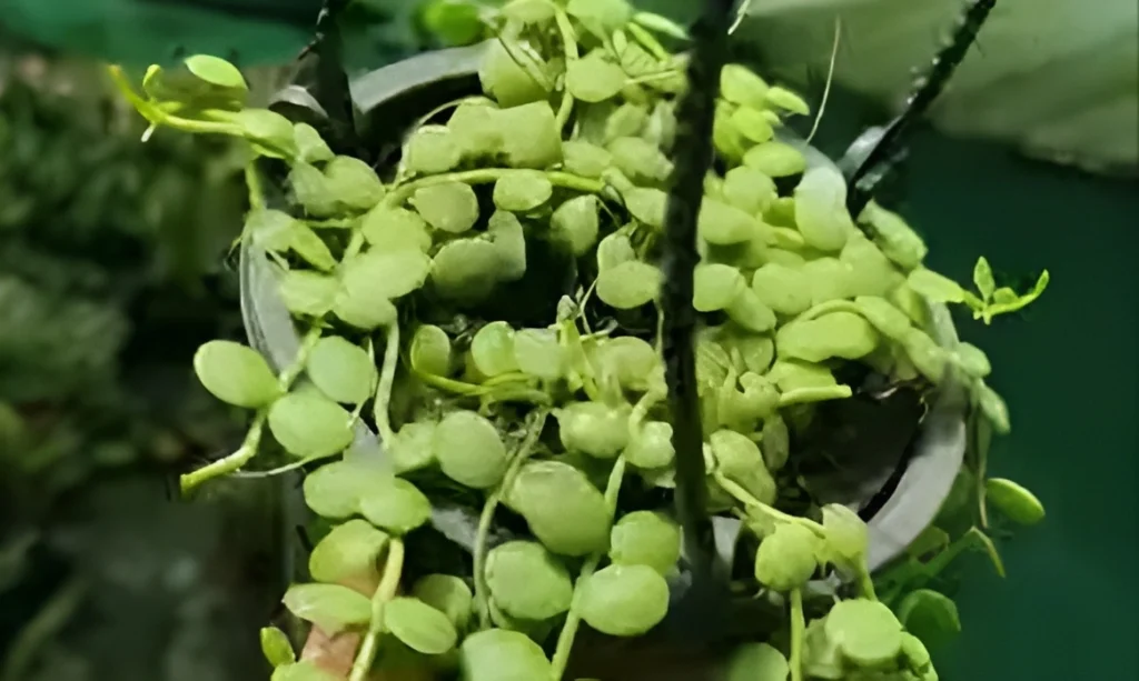dischidia nummularia care tips