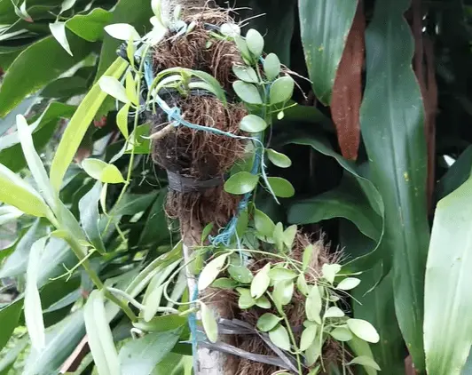 Dischidia Nummularia String Of Nickels: Care Tips & Benefits dischidia nummularia