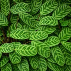 Ctenanthe Burle Marxii Fishbone Prayer Plant Care Guide growing ctenanthe