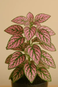 Hypoestes Phyllostachya Care Tips & Benefits hypoestes phyllostachya