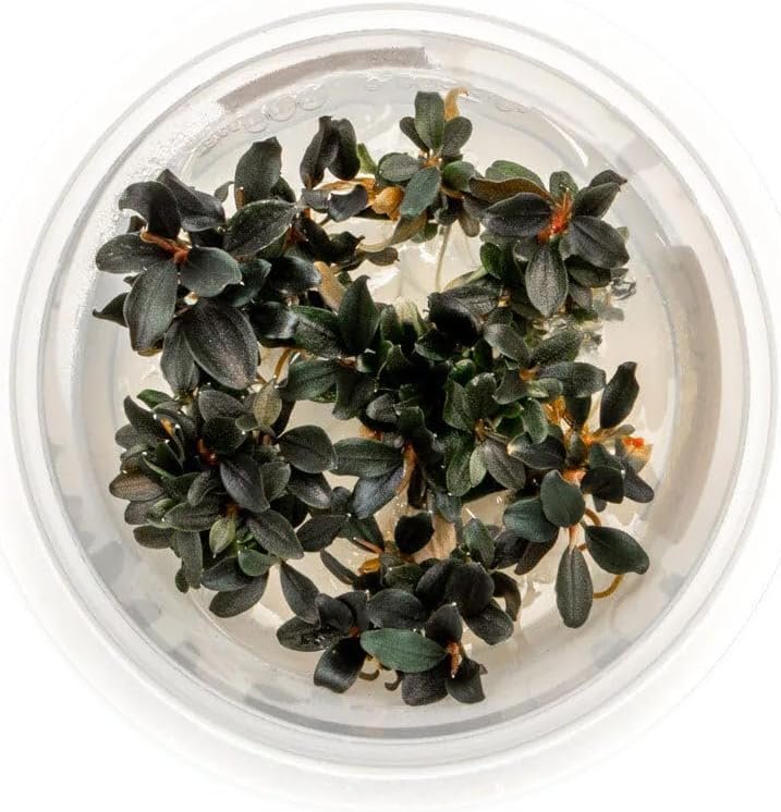 bucephalandra kedagang japan uns tissue culture