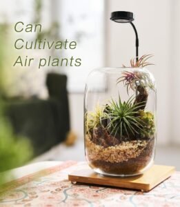 24-Piece Terrarium Kit with Grow Light Is a Beautiful Desk Upgrade, But Read This First Terrarium Kit with Grow Light