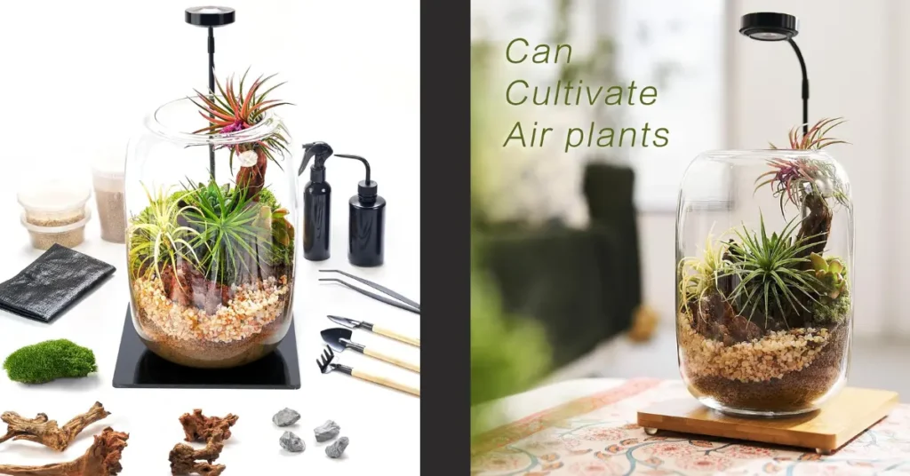 terrarium kit with grow light